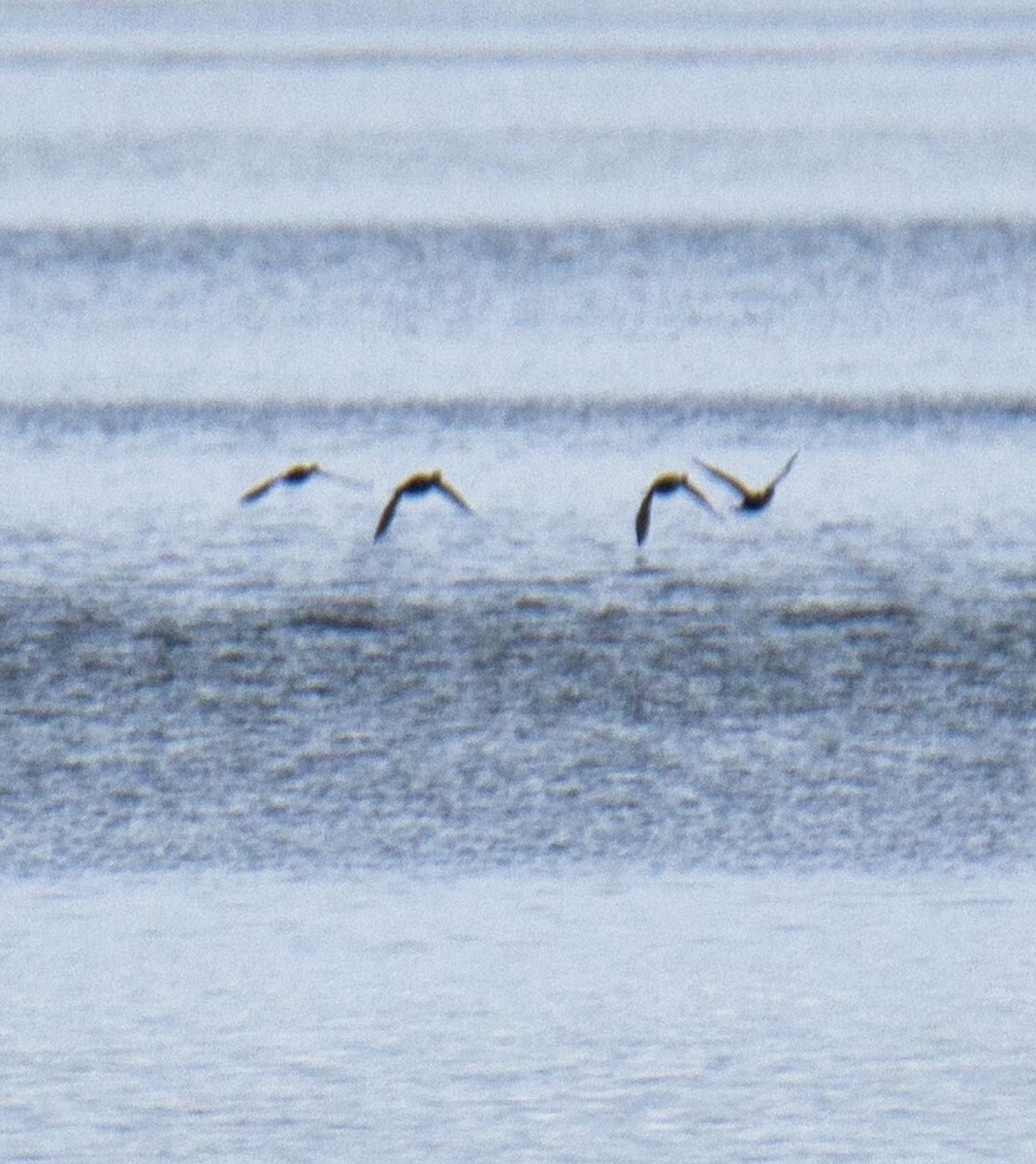 American Coot - ML610576820