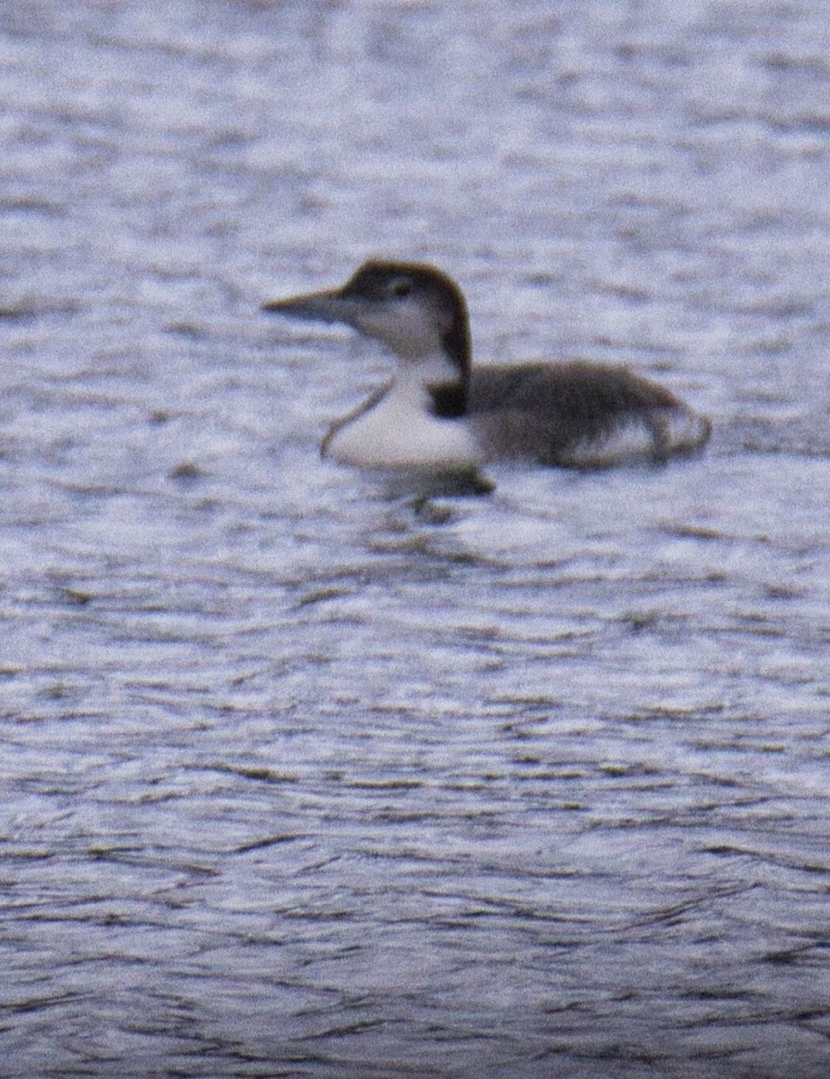 Common Loon - ML610576837