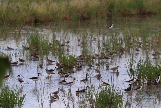 Greater Yellowlegs - Caryn AYBAR