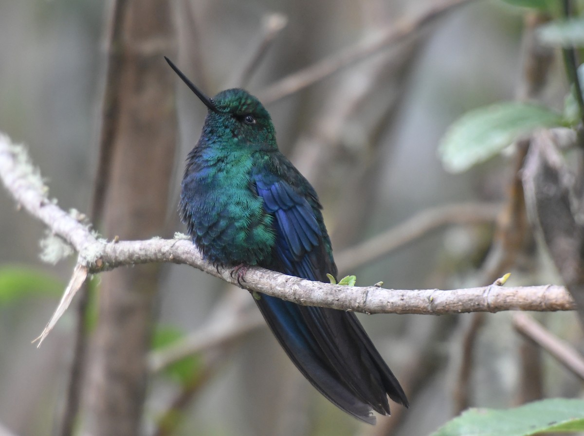 Blauflügelkolibri - ML610576849