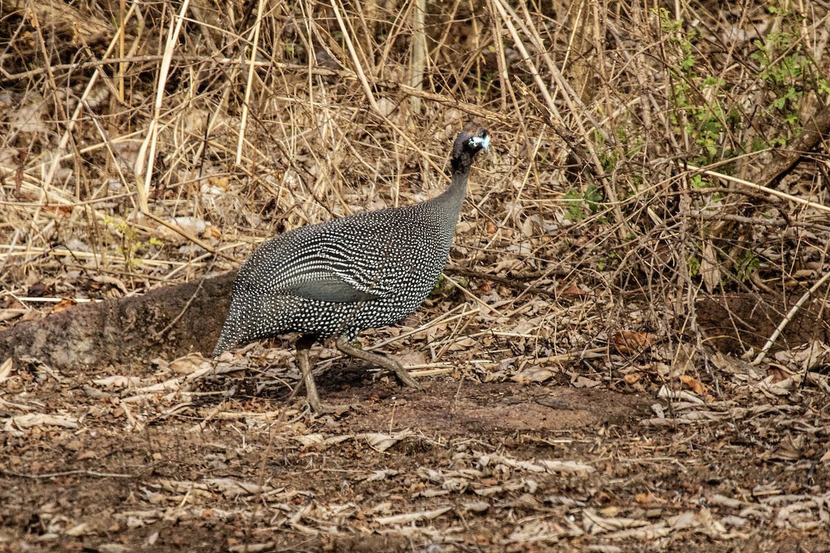 Helmeted Guineafowl (Helmeted) - ML610576877