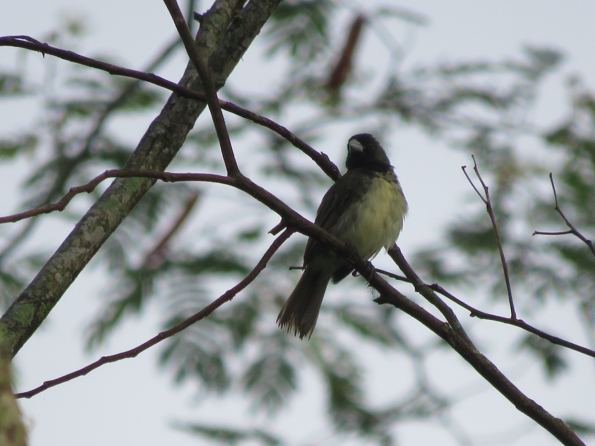Yellow-bellied Seedeater - ML610576911