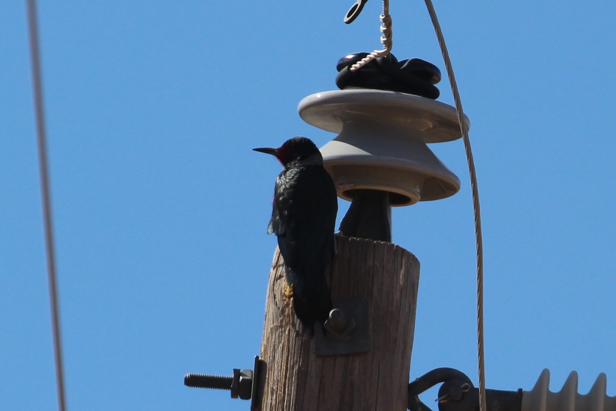 Lewis's Woodpecker - Hank Taliaferro