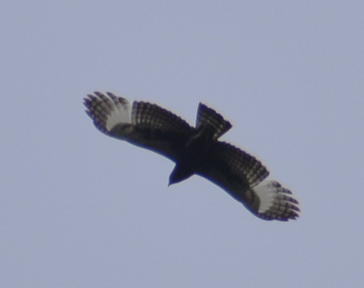 Long-crested Eagle - ML610576940