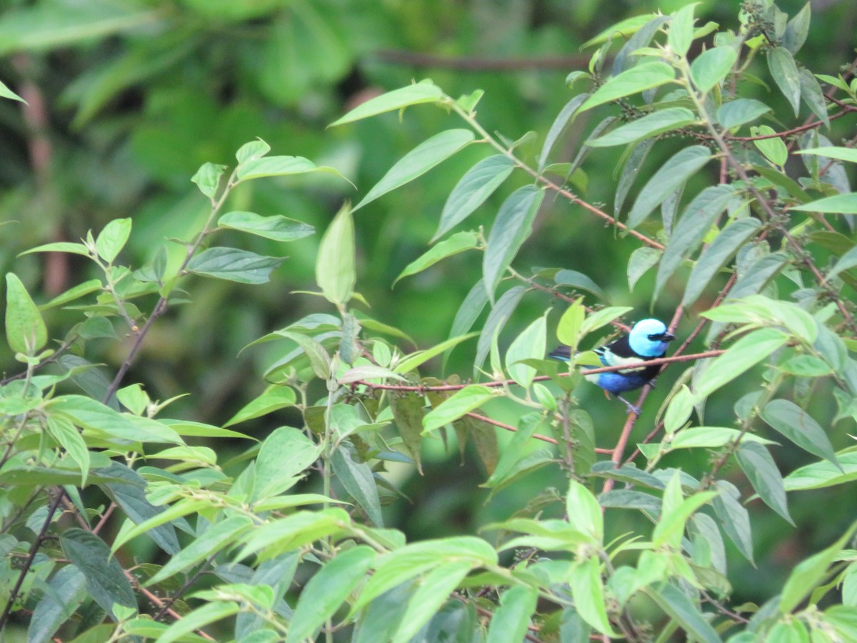 Blue-necked Tanager - ML610576941