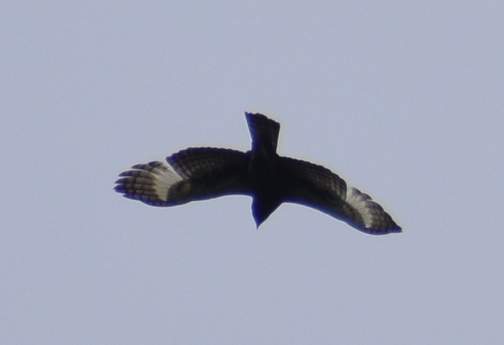 Long-crested Eagle - ML610576948