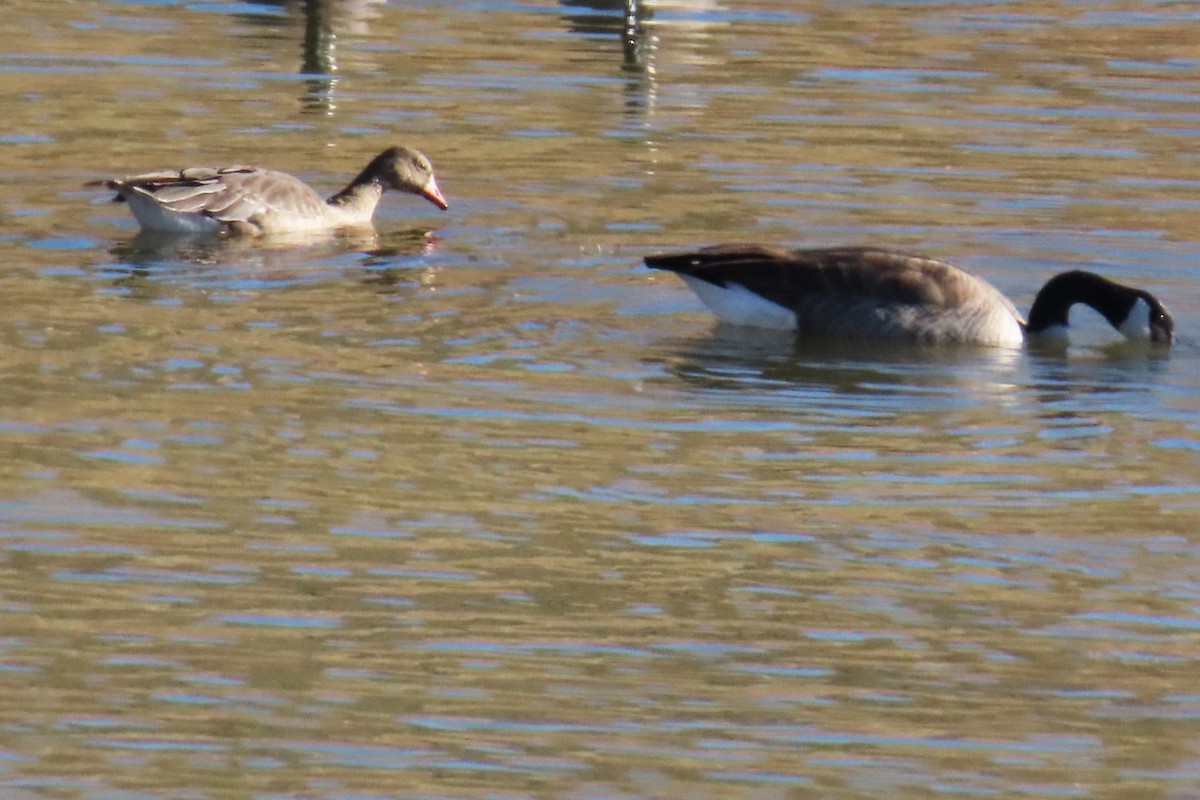 Greater White-fronted Goose - ML610576974