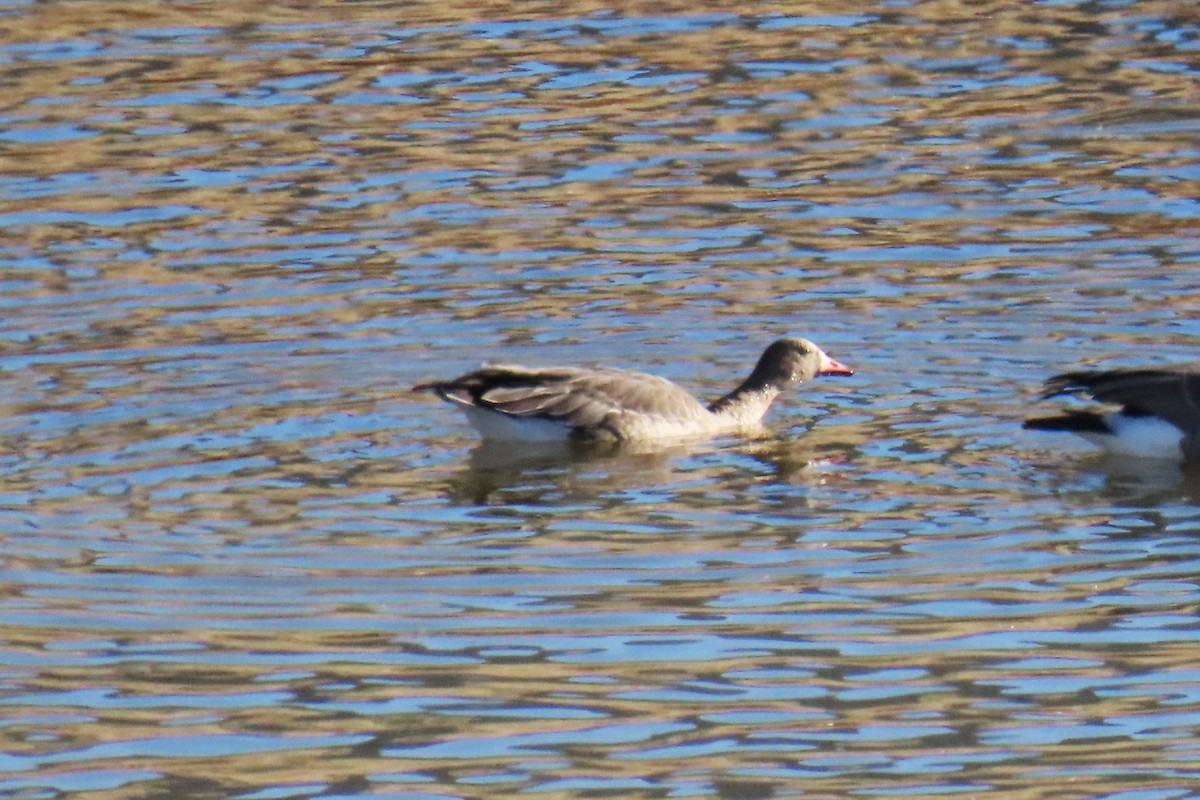 Greater White-fronted Goose - ML610576996