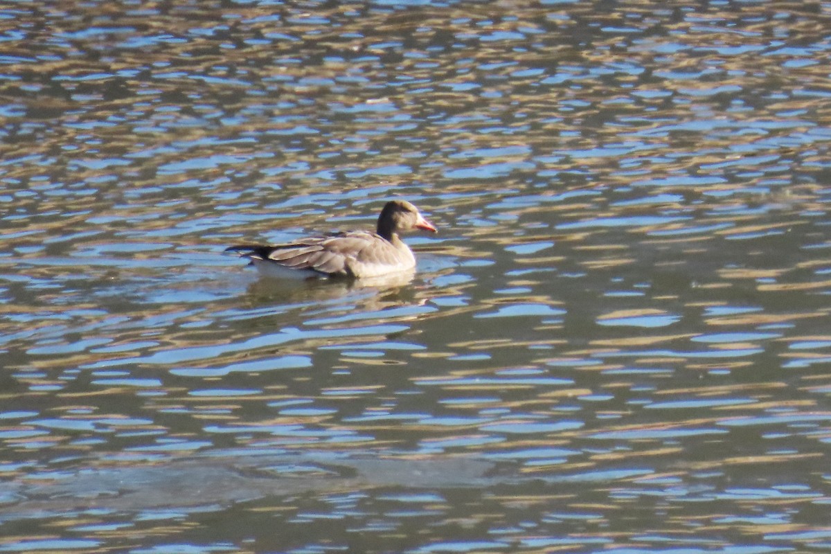 Greater White-fronted Goose - ML610577016