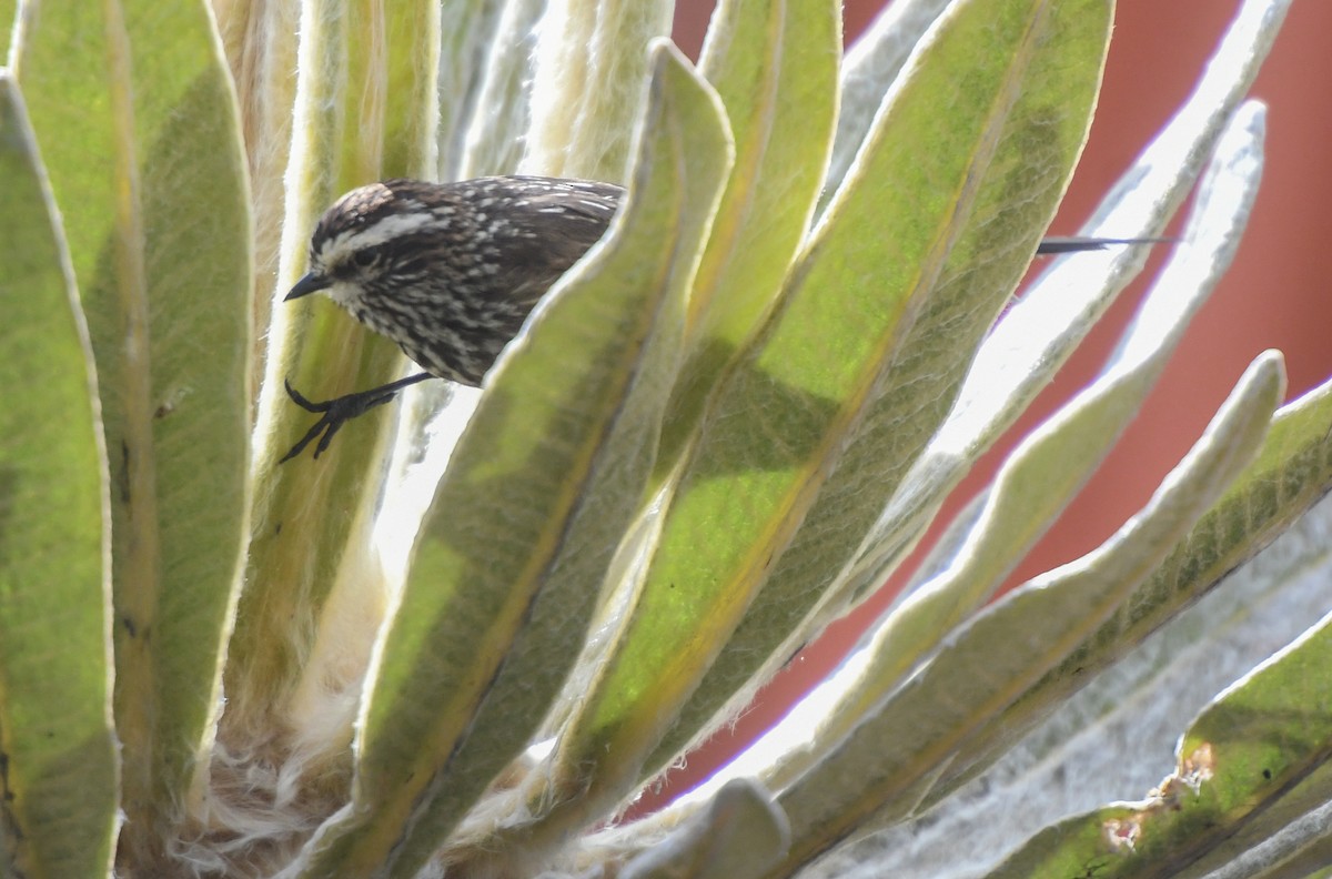 Andean Tit-Spinetail - ML610577088