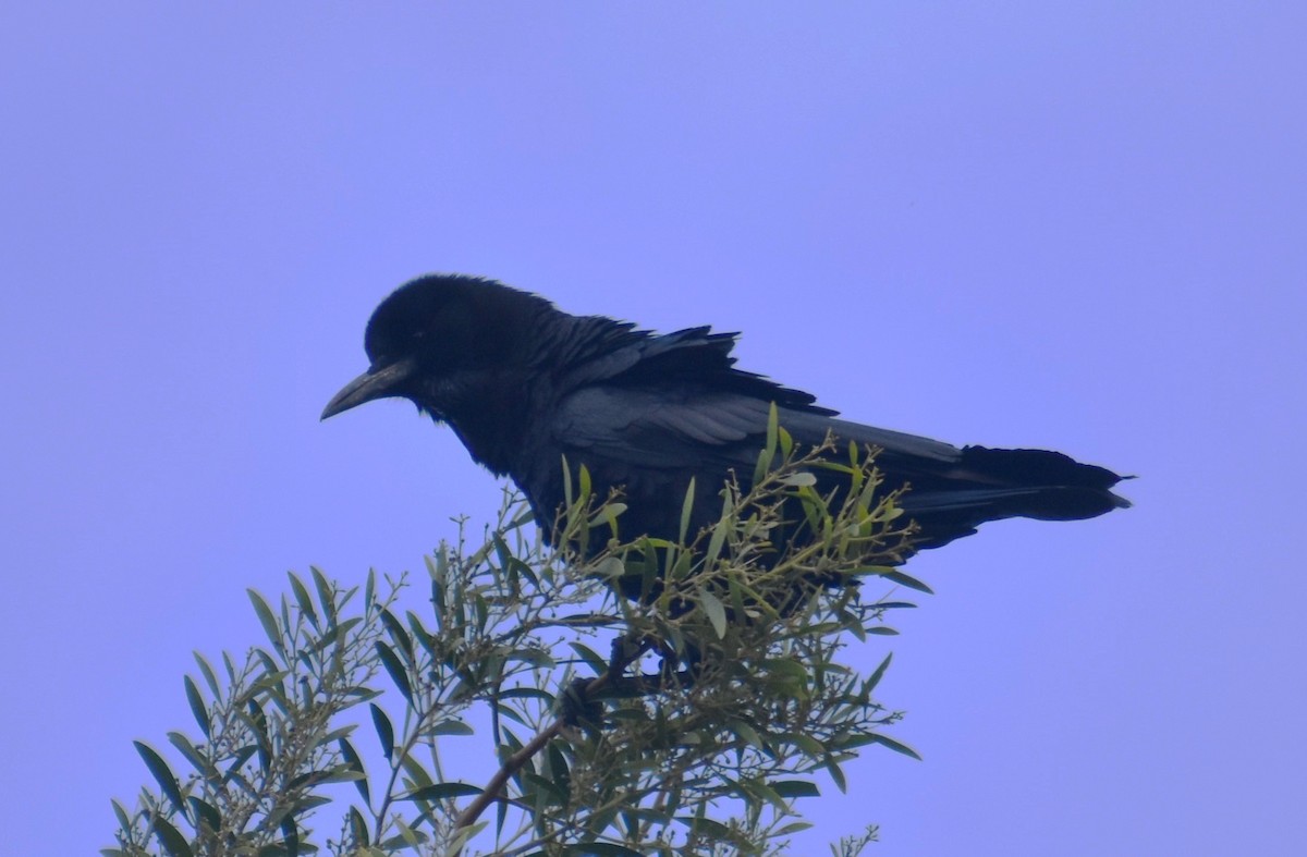 Cape Crow - ML610577097