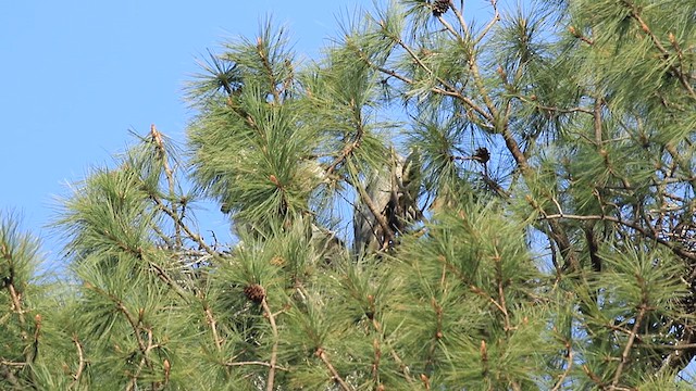 Great Blue Heron - ML610577098