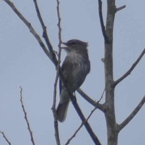 African Dusky Flycatcher - ML610577116