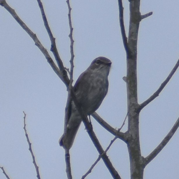 African Dusky Flycatcher - ML610577124