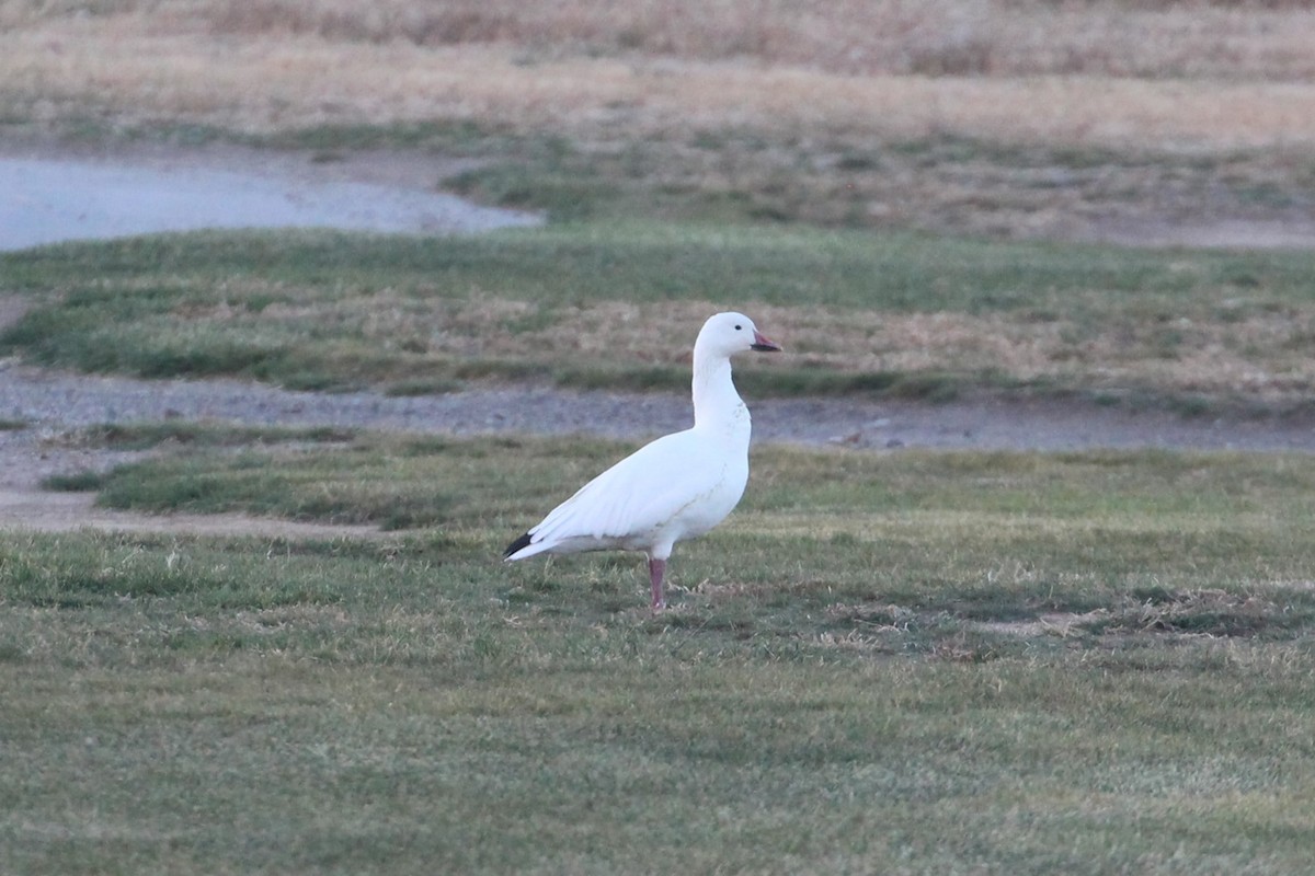 Snow Goose - ML610577134