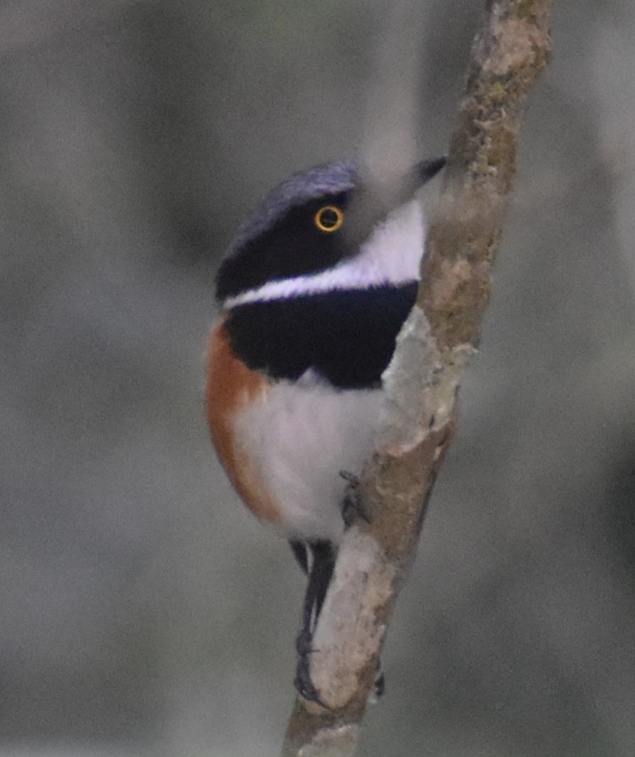 Cape Batis - ML610577143