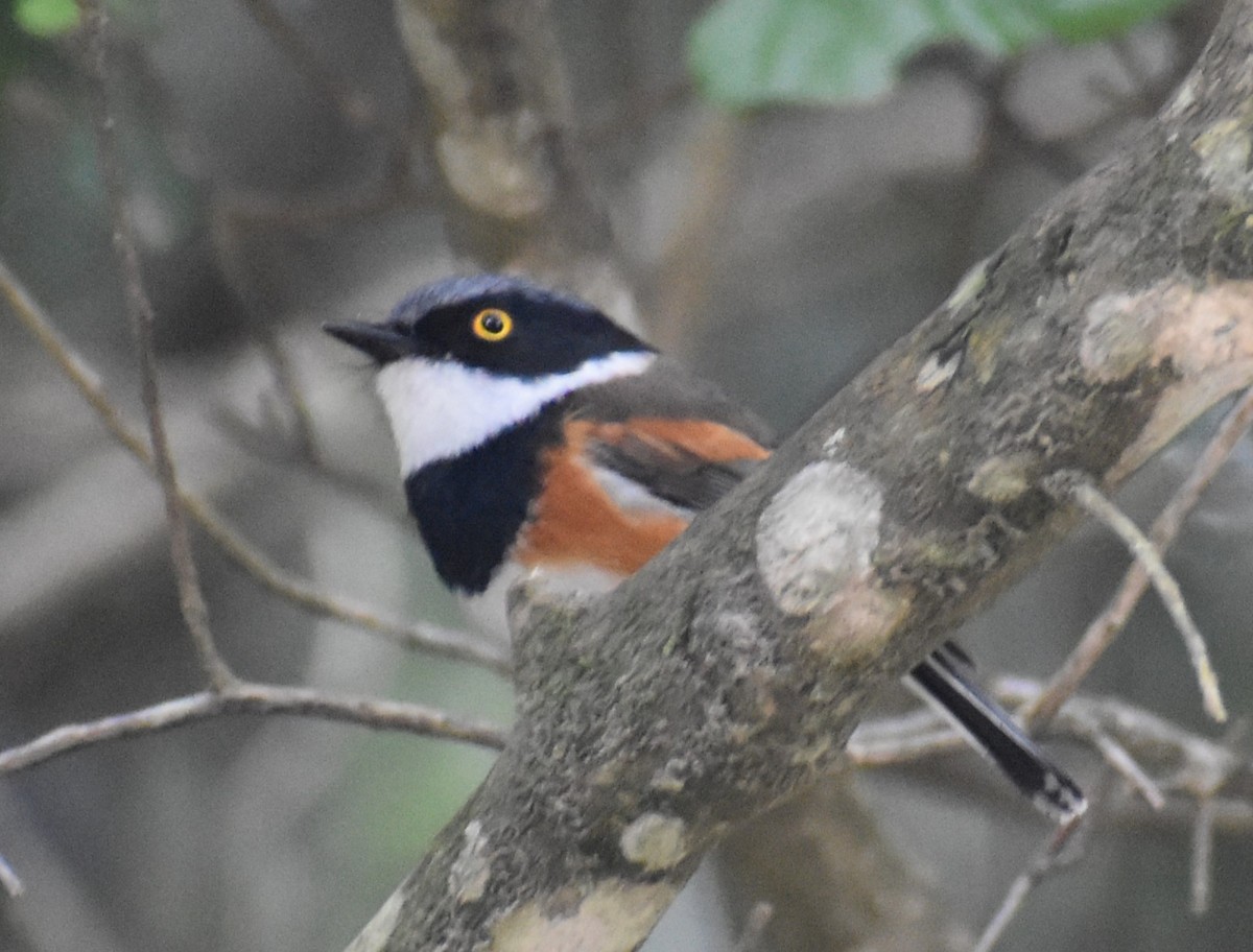 Cape Batis - ML610577154