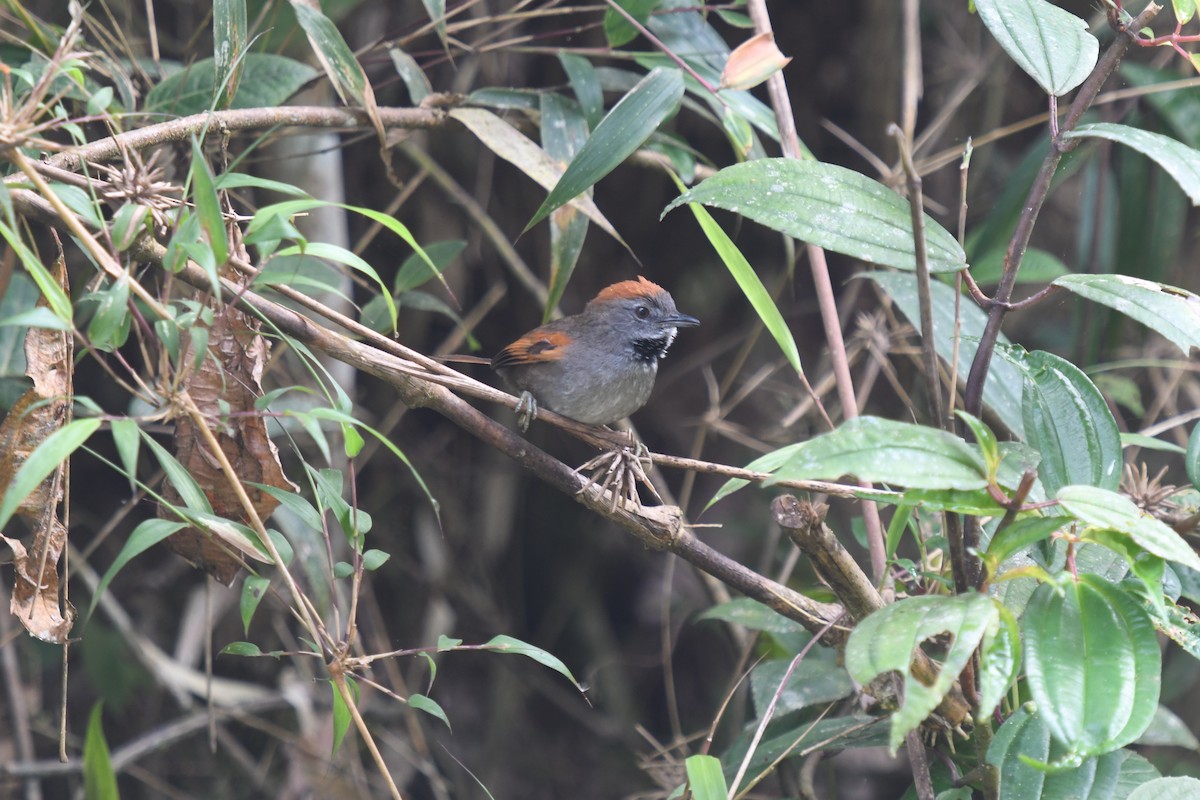 Azara's Spinetail - ML610577212