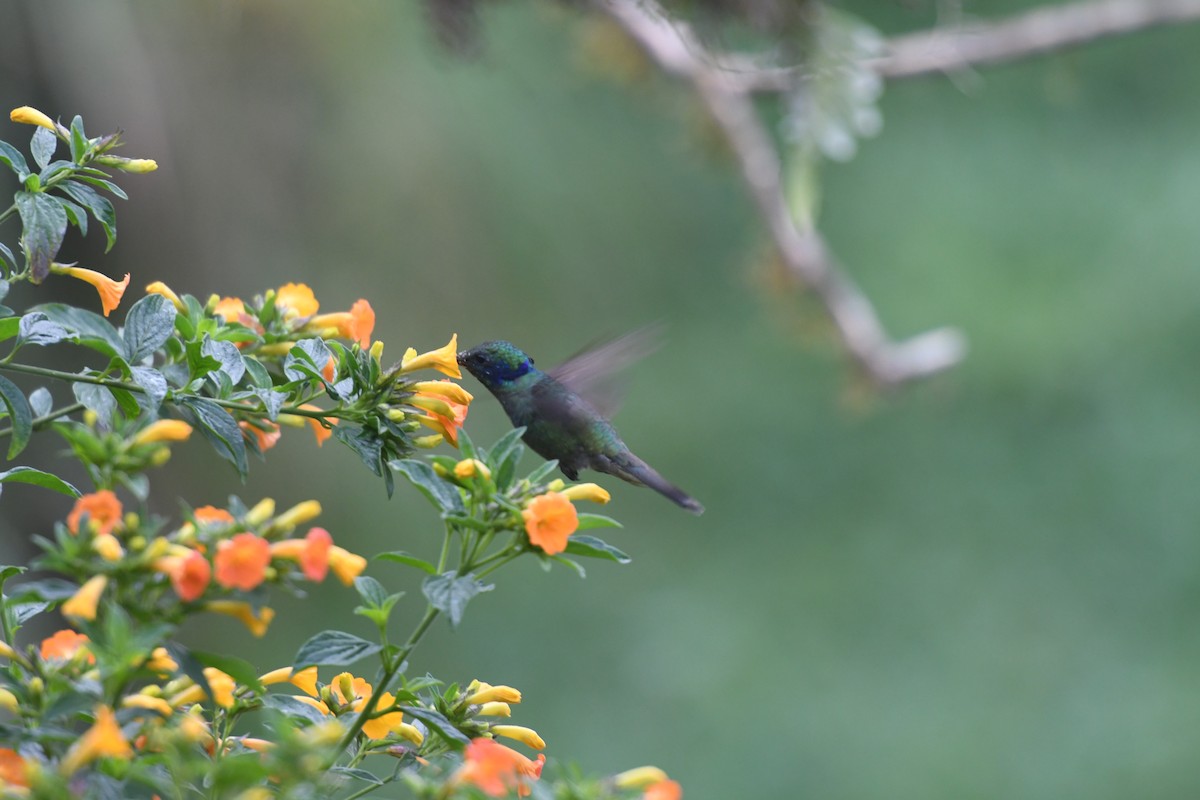 Colibrí Oreja Violeta Menor - ML610577299