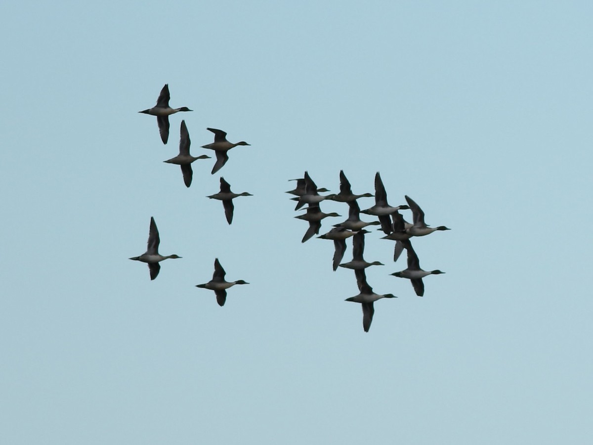 Northern Pintail - ML610577312