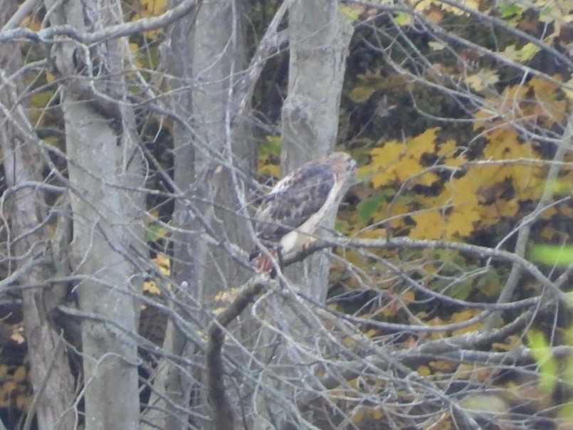 Red-tailed Hawk - ML610577329