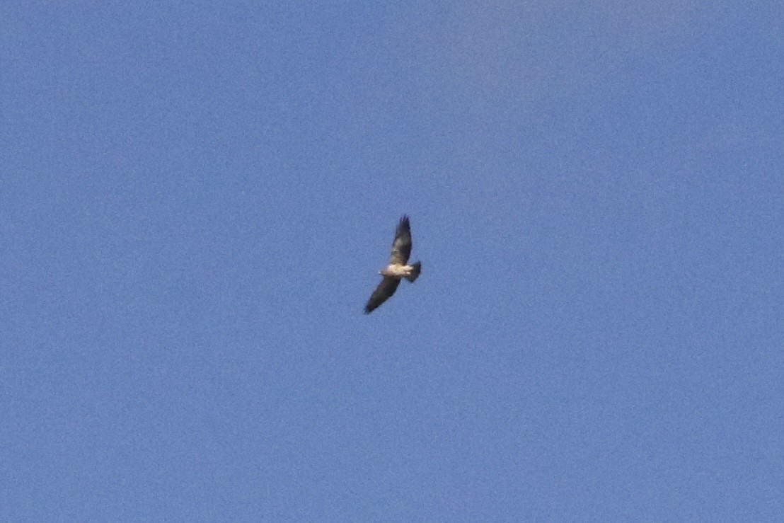 Swainson's Hawk - ML610577359