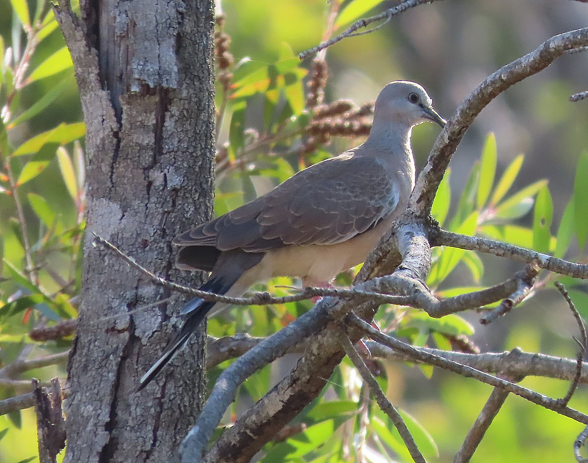 珠頸斑鳩 - ML610577395