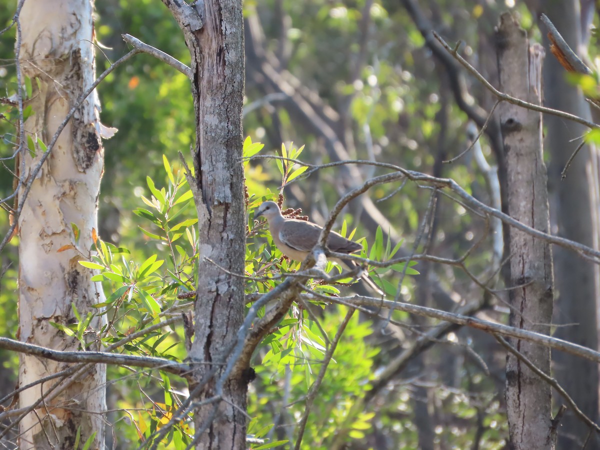 珠頸斑鳩 - ML610577396