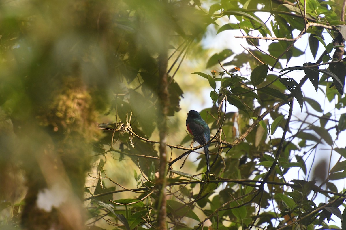 Masked Trogon - ML610577432