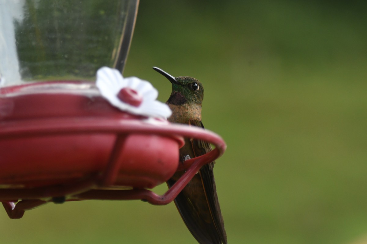 Colibrí Turmalina - ML610577458