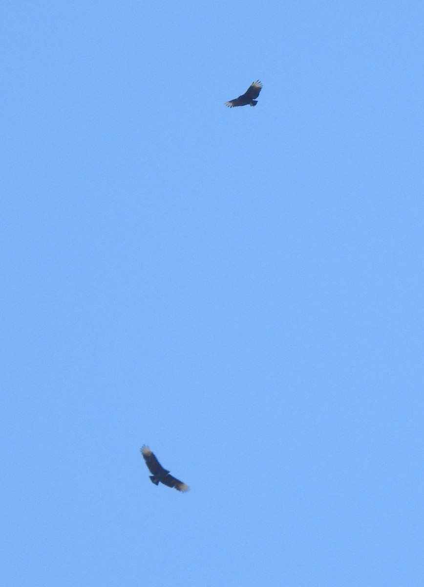 Black Vulture - ML610577471
