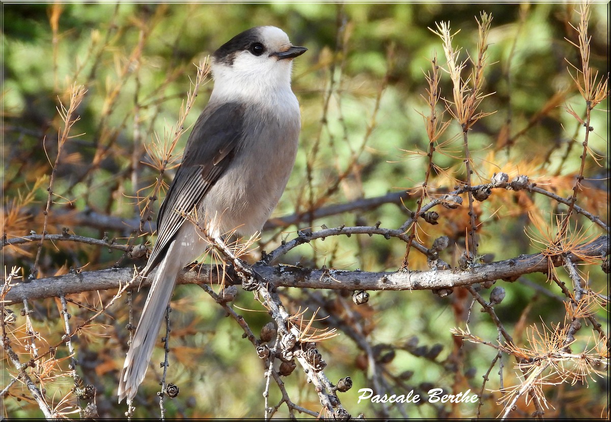 Canada Jay - ML610577527