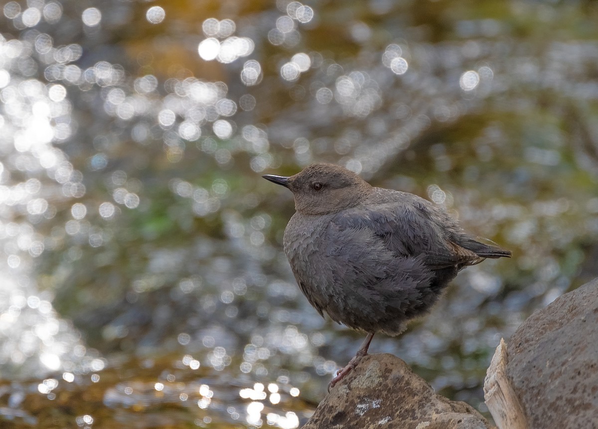 American Dipper - ML610577619