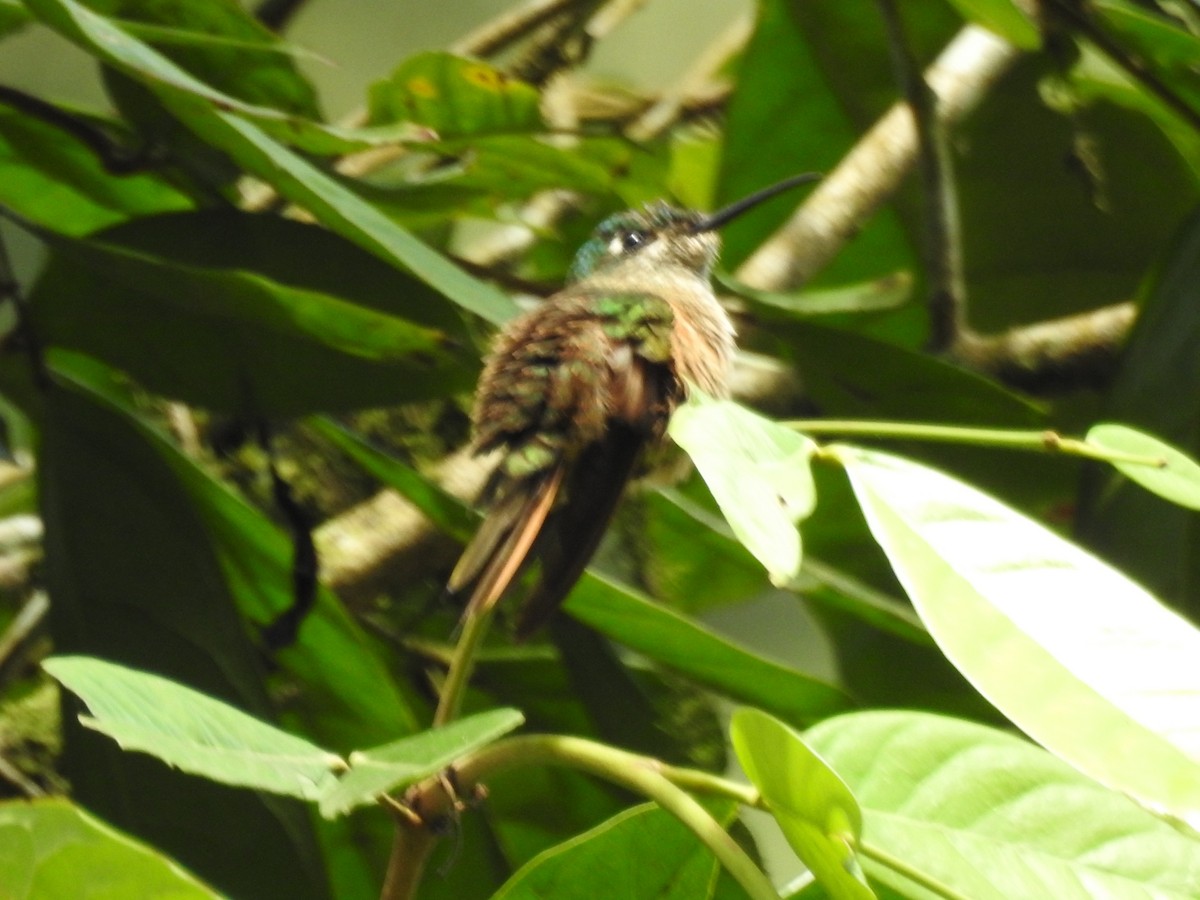 Fawn-breasted Brilliant - ML610577688