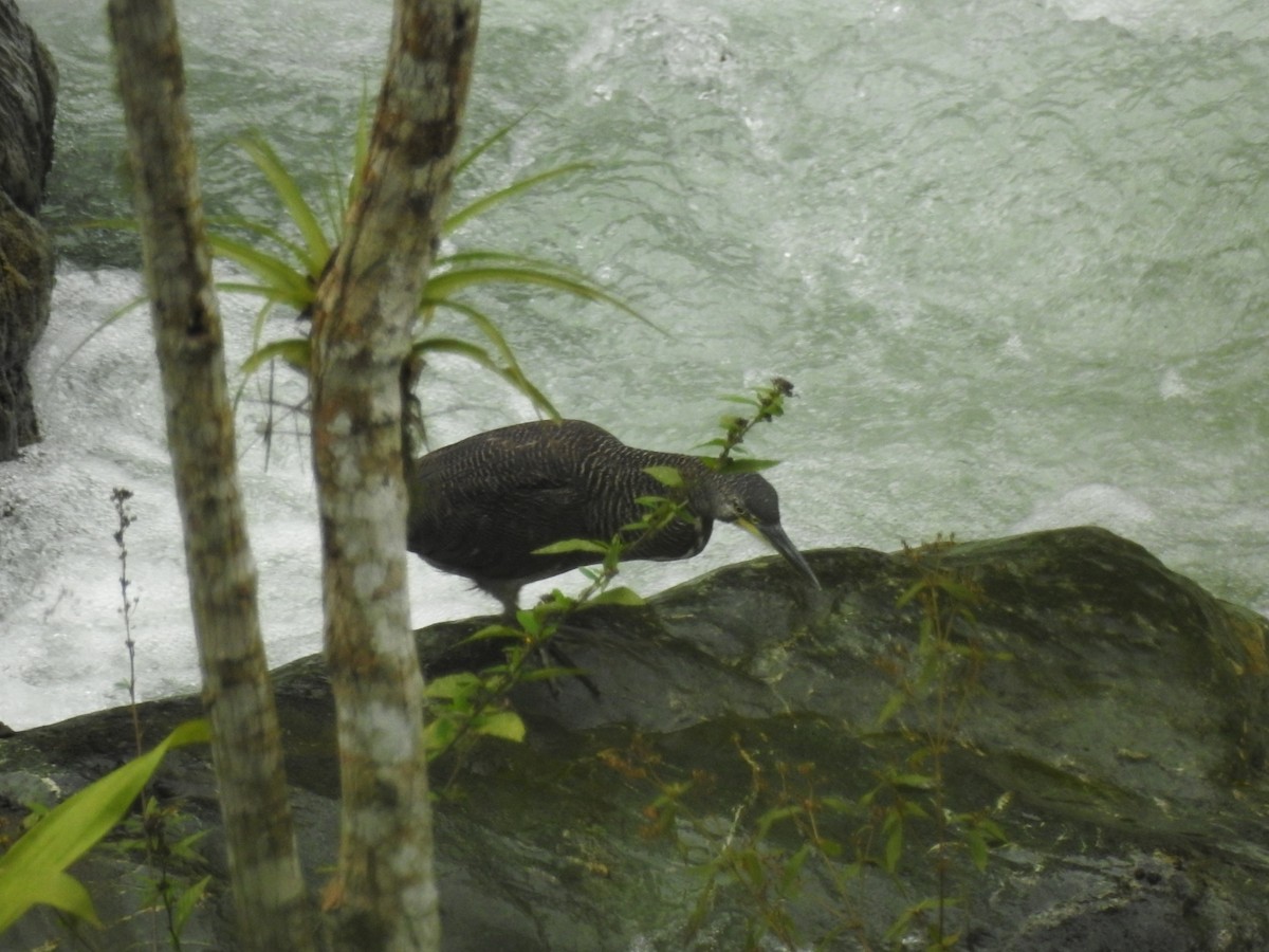 Fasciated Tiger-Heron - ML610577724