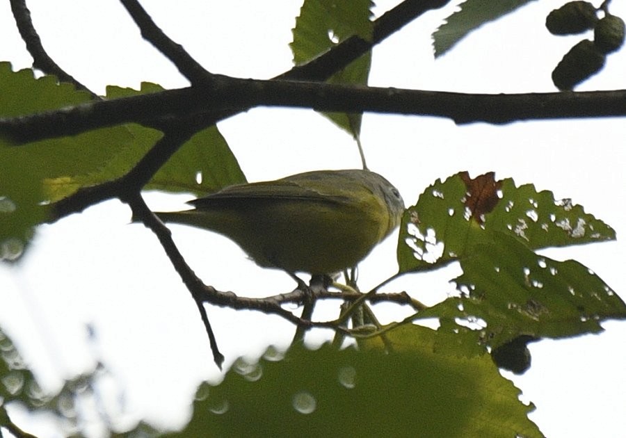 Nashville Warbler - ML610577736