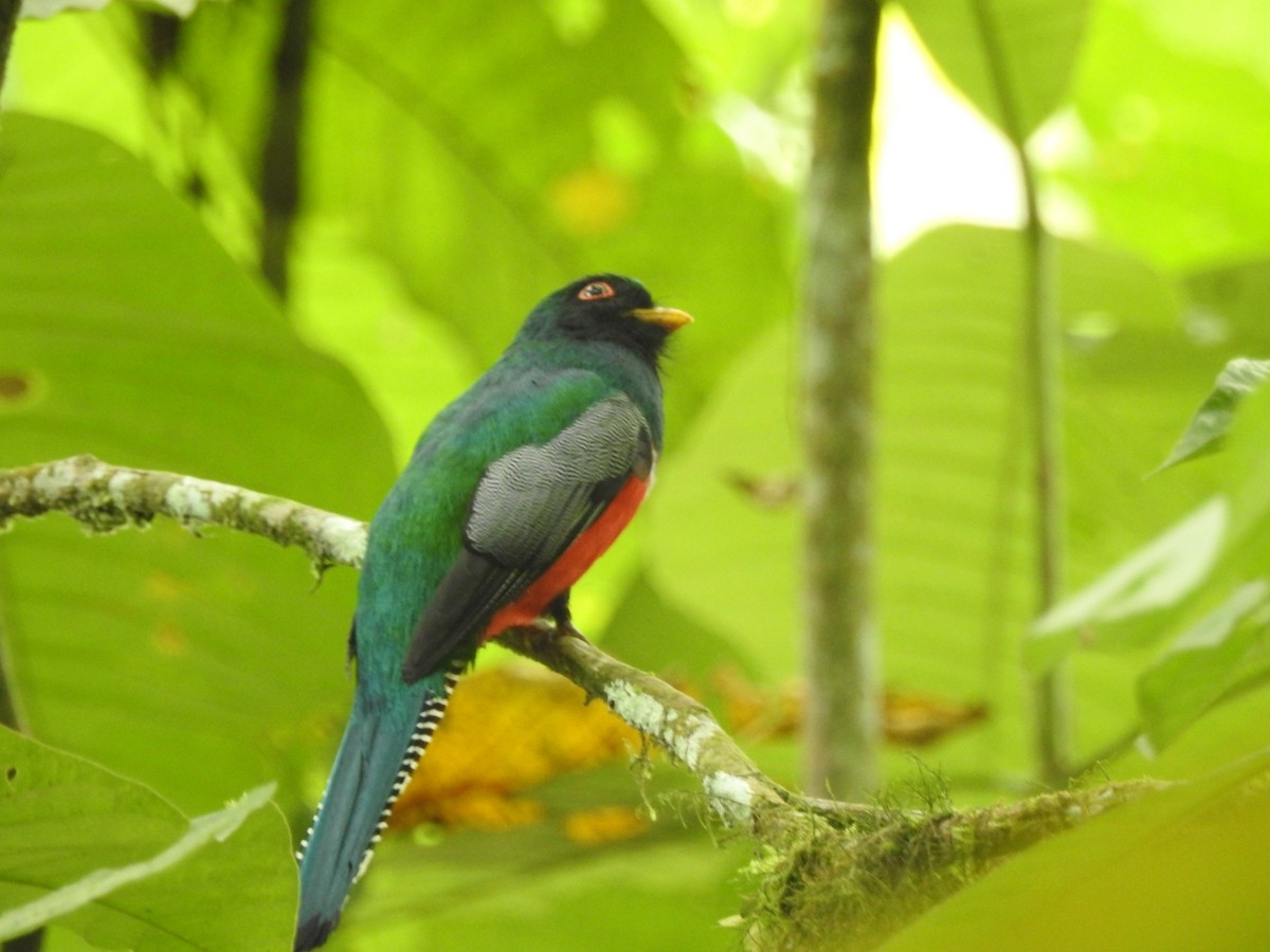 Collared Trogon - ML610577822