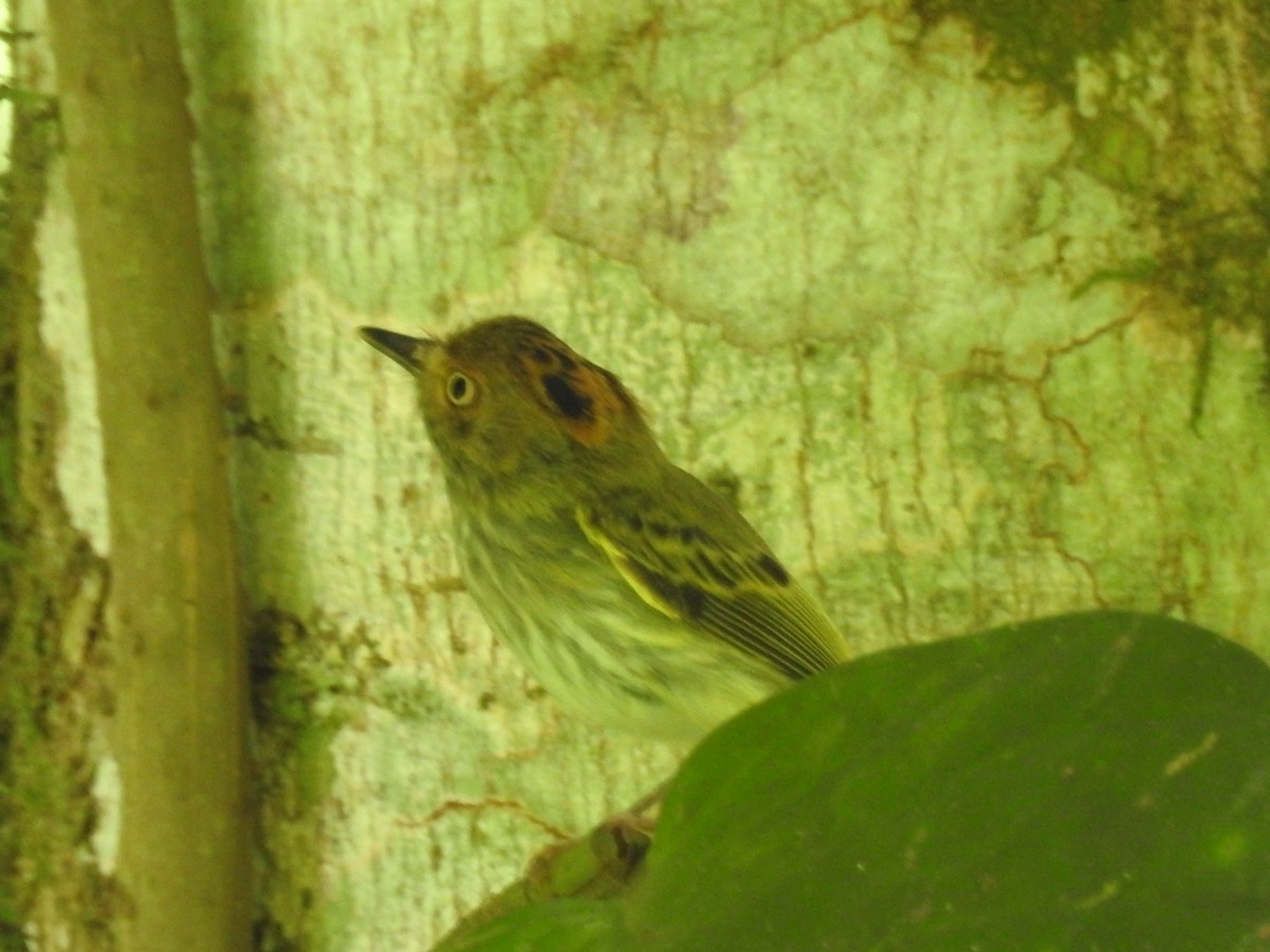 Scale-crested Pygmy-Tyrant - ML610577890