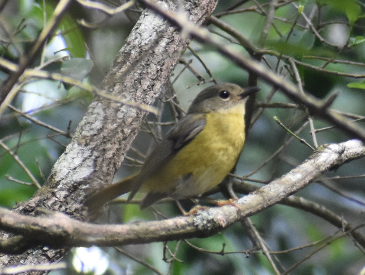 White-starred Robin - ML610577985
