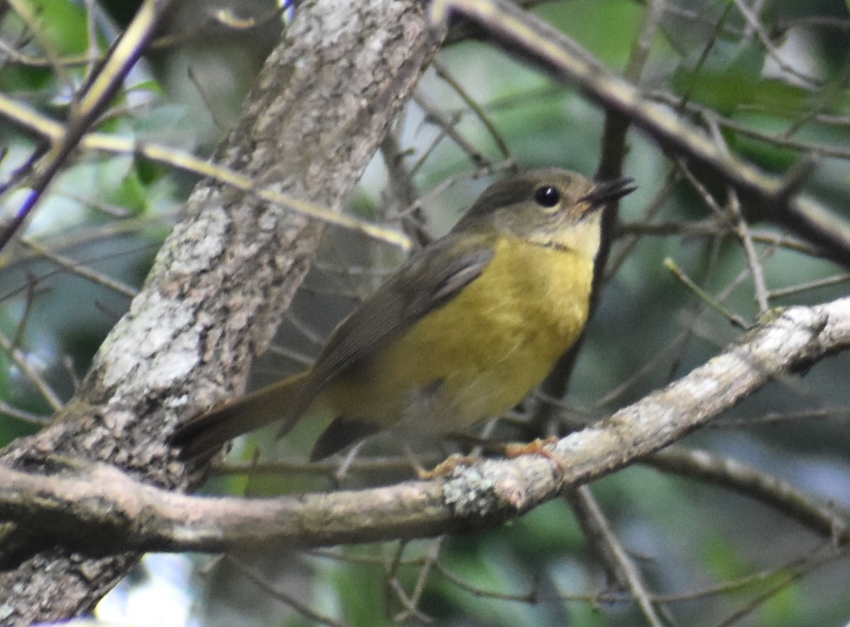 White-starred Robin - ML610577993