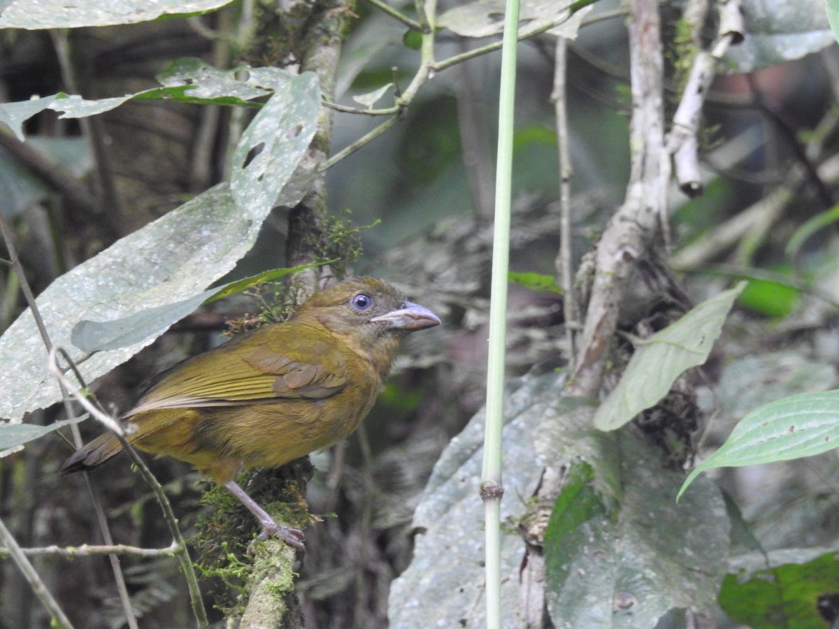 Ochre-breasted Tanager - ML610578007