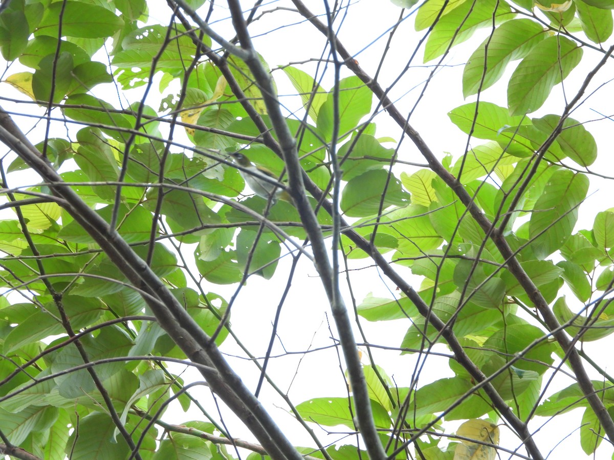 Cream-throated White-eye (Halmahera) - Marcie  Jacklin