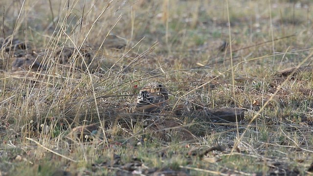 Montezuma Quail - ML610578022