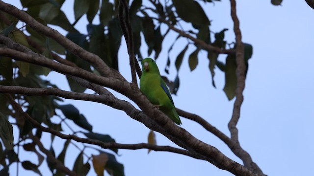 Blauflügel-Sperlingspapagei - ML610578026