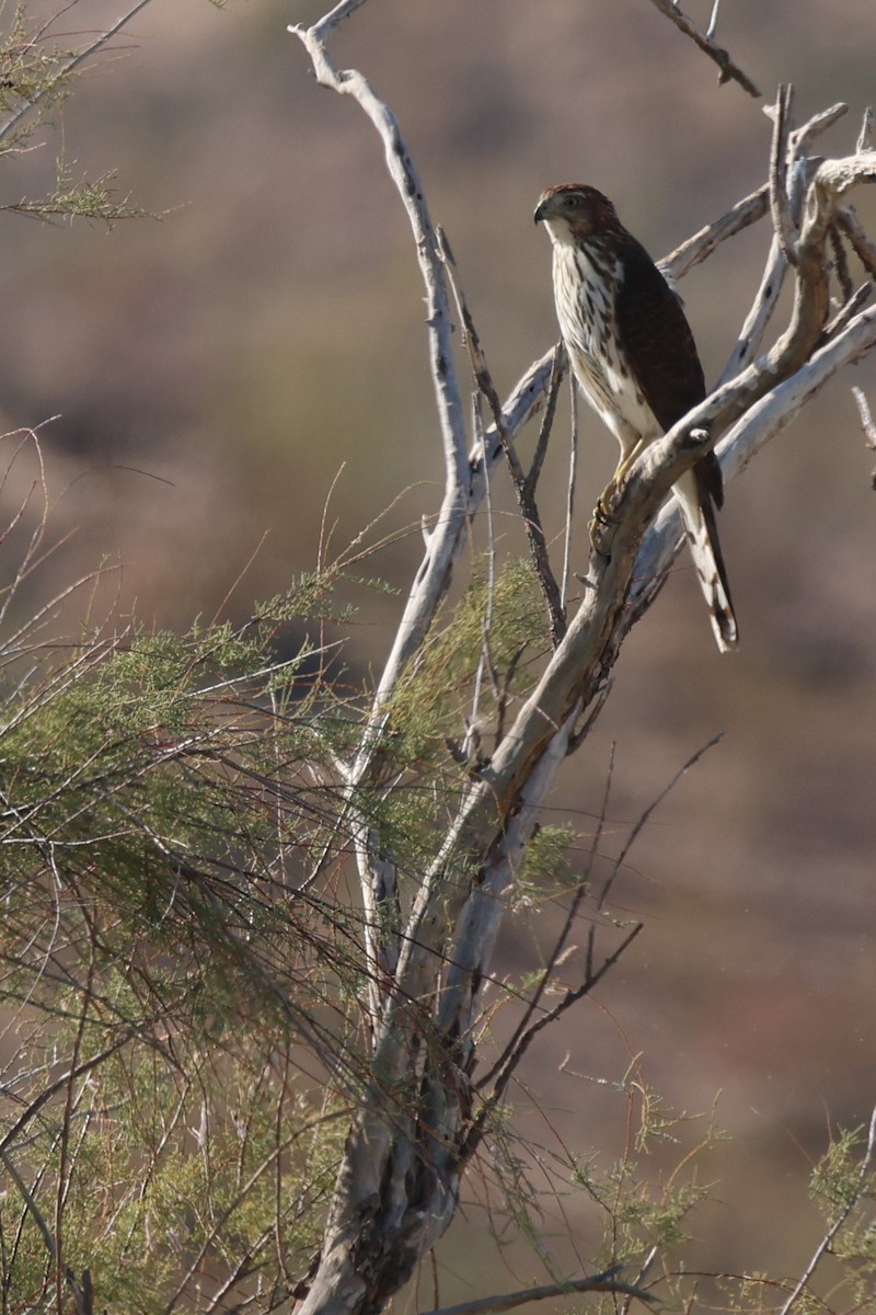 Cooper's Hawk - ML610578048