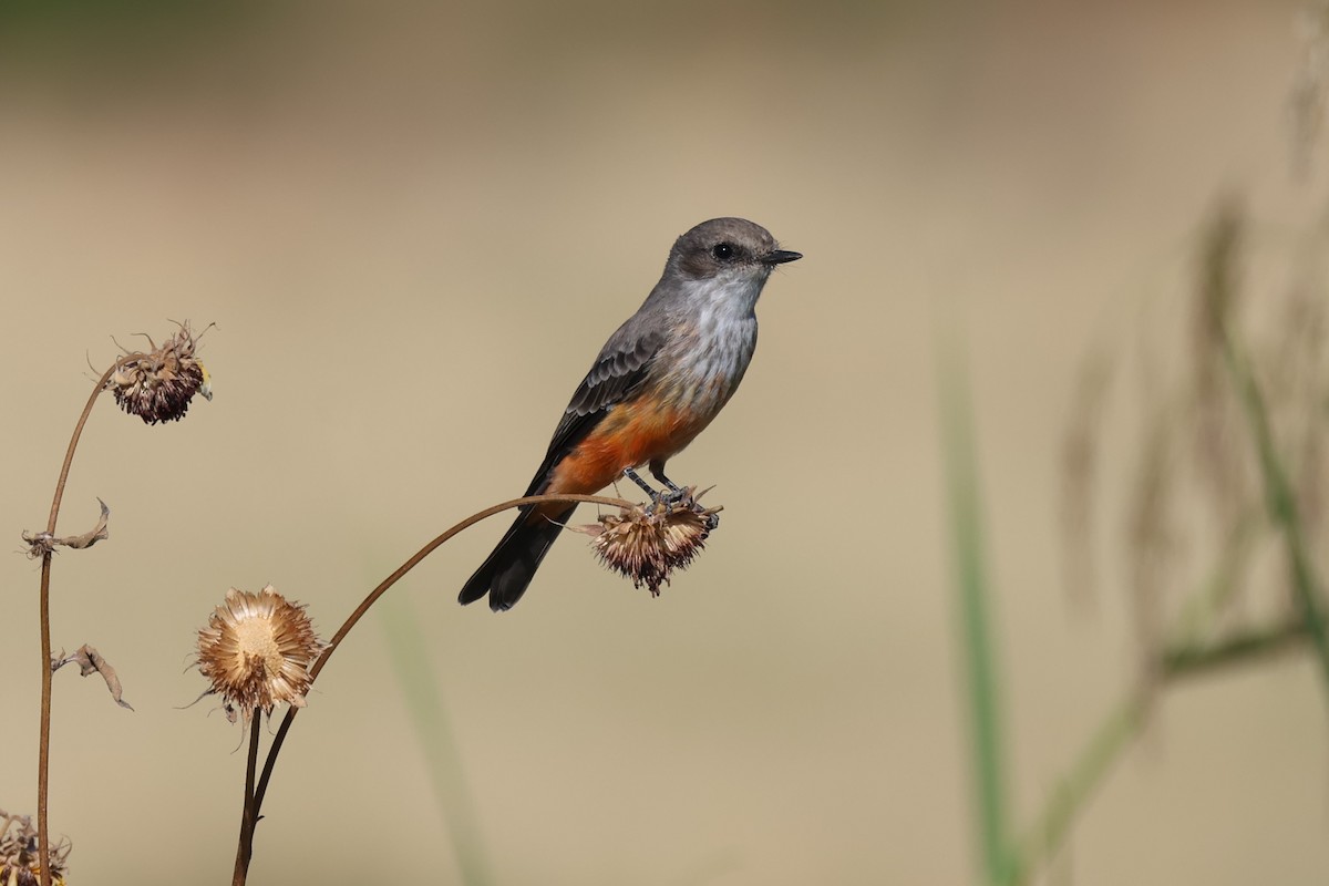 Vermilion Flycatcher - ML610578050