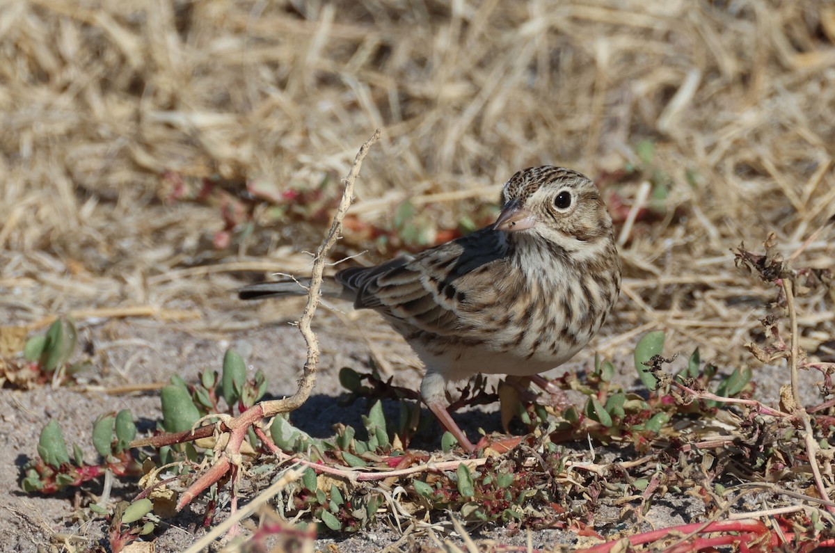 Vesper Sparrow - ML610578054