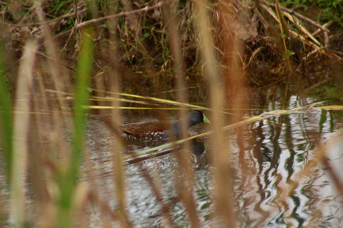 Spot-flanked Gallinule - ML610578120