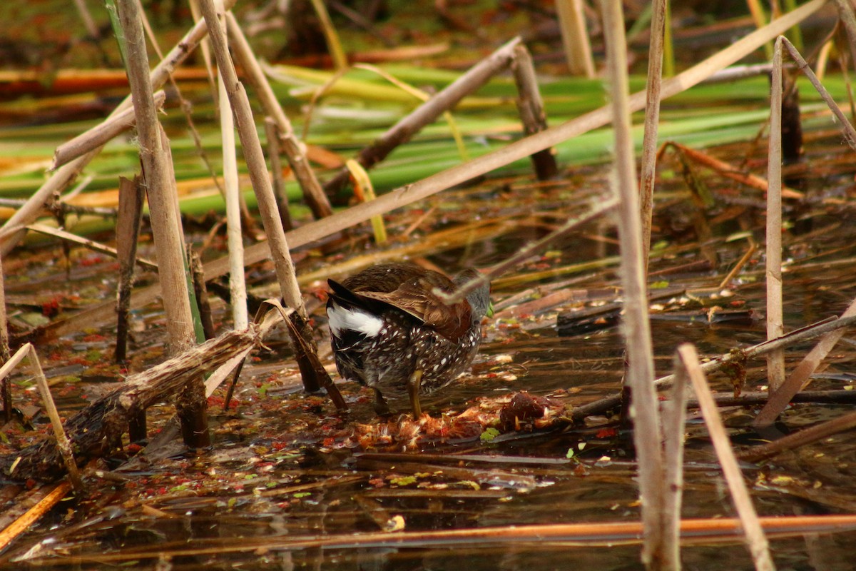 Spot-flanked Gallinule - ML610578121