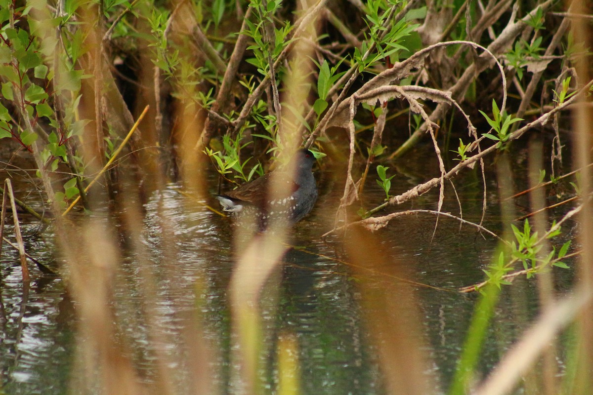 Spot-flanked Gallinule - ML610578122